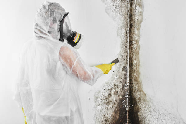 Mold Removal for HVAC Installations in Kenner, LA