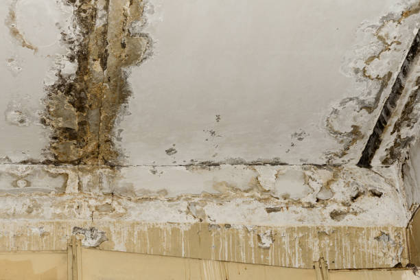 Mold Documentation for Insurance Claims in Kenner, LA